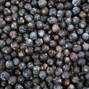 ジュニパーベリー<br />プレミアムグレード<br />JUMBO C+